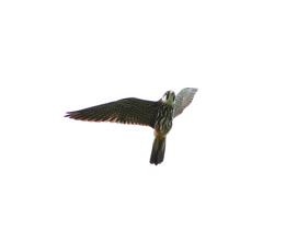 Lärkfalk (Falco subbuteo) rund om magen, förmodligen ägg. 24/6 2012