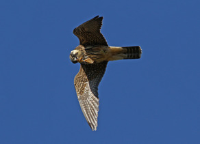 Lärkfalk (Falco subbuteo) ungfågel med nyfångad höstmosaikslända. Ottenby Öland 27 sept 2013