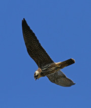 Lärkfalk (Falco subbuteo) ungfågel med nyfångad höstmosaikslända. Ottenby Öland 27 sept 2013