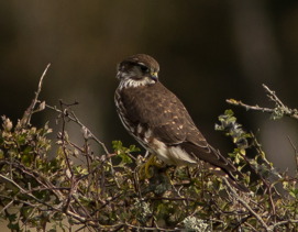Stenfalk (Falco columbarius)