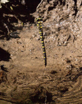 Kungstrollslända (Cordulegaster boltonii)  ♀ äggläggande