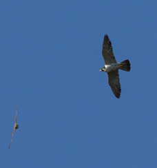 Pilgrimsfalk (Falco peregrinus)