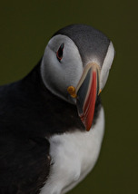 Lunnefågel (Fratercula arctica)