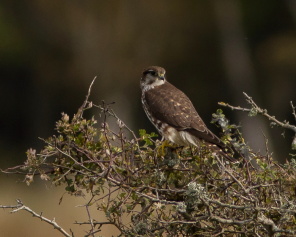  Stenfalk (Falco columbarius) 30 sept 2014 Ottenby