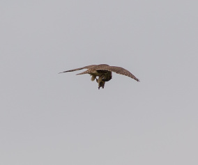 Stenfalk (Falco columbarius) 18 okt 2014 Ottenby