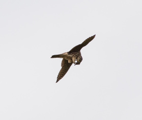 Stenfalk (Falco columbarius) 18 okt 2014 Ottenby