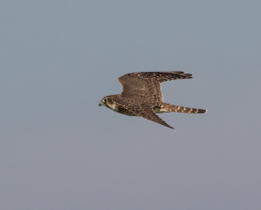 Stenfalk (Falco columbarius) Falsterbo 8 sept 2016