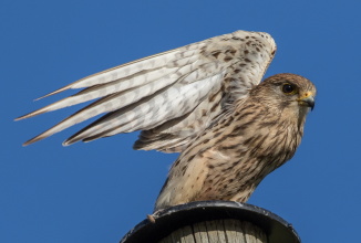 Tornfalk  (Falco tinnunculus) ♀ 