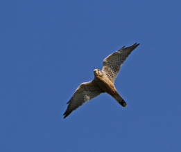Tornfalk  (Falco tinnunculus) ♂ 7 okt 2012 Ottenby