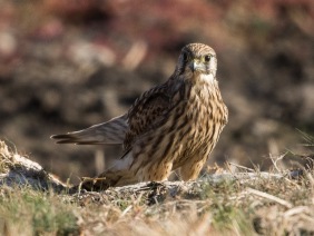 Tornfalk (Falco tinnunculus)