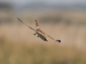  Tornfalk (Falco tinnunculus)