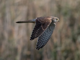  Tornfalk (Falco tinnunculus)