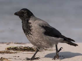 Gråkråka (Corvus cornix)
