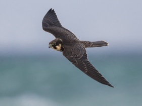  Lärkfalk (Falco subbuteo)