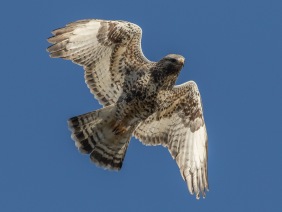  Fjällvråk (Buteo lagopus) 