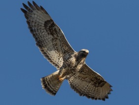 Fjällvråk (Buteo lagopus)  