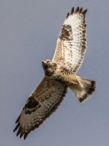  Fjällvråk (Buteo lagopus) 