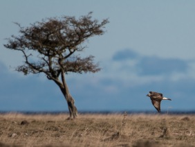  Fjällvråk (Buteo lagopus) 