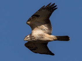   Ormvråk (Buteo buteo) ljus fas