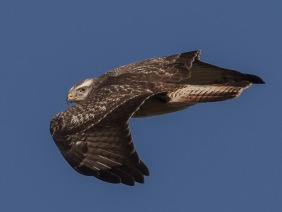    Ormvråk (Buteo buteo) ljus fas