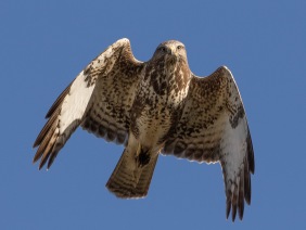  Ormvråk (Buteo buteo)