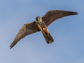Lärkfalk (Falco subbuteo) adult 21 maj Sörmland