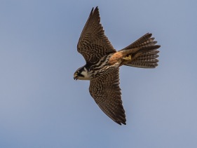 Lärkfalk (Falco subbuteo) adult 21 maj Sörmland