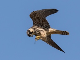Lärkfalk (Falco subbuteo) juvenil med fångad höstmosaikslända ♂ 3 sept Kolabacken Falsterbo