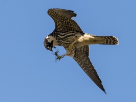 Lärkfalk (Falco subbuteo) juvenil med fångad höstmosaikslända ♂ 3 sept Kolabacken Falsterbo