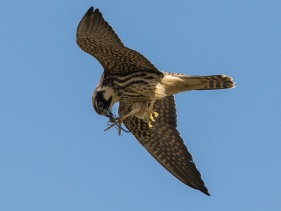 Lärkfalk (Falco subbuteo) juvenil med fångad höstmosaikslända ♂ 3 sept Kolabacken Falsterbo