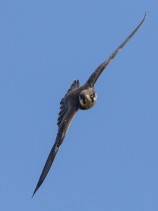 Lärkfalk (Falco subbuteo) juvenil 25 sept Södra Öland