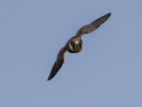 Lärkfalk (Falco subbuteo) juvenil 27 sept Södra Öland