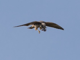 Lärkfalk (Falco subbuteo) juvenil med fångad amiralfjäril 27 sept Södra Öland
