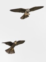 Lärkfalkar (Falco subbuteo) juvenila 25 sept Södra Öland