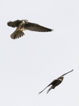Lärkfalkar (Falco subbuteo) juvenila 25 sept Södra Öland