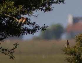 Biätare (Merops apiaster) Ottenby 28 juni 2015