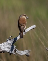 Törnskata (Lanius collurio) ♀
