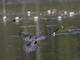 Lärkfalk (Falco subbuteo) Fem Fyrfläckade trollsländor att välja på, tar den närmaste under högra vingen