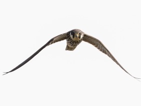 Lärkfalk (Falco subbuteo) 30 aug