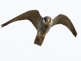 Lärkfalk (Falco subbuteo) 30 aug
