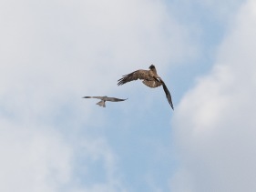  Lärkfalk (Falco subbuteo) attackerar ormvråk (Buteo buteo)