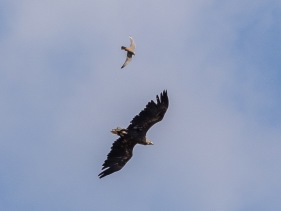 Lärkfalk (Falco subbuteo) attackerar havsörn (Haliaeetus albicilla)
