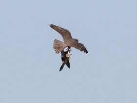 Lärkfalk (Falco subbuteo) bytesöverlämning av slända till ungfågel