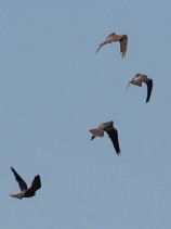 Lärkfalk (Falco subbuteo) 3 ungfåglar kämpar om vem som ska få sländan av den vuxna hannen 24 aug