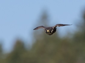 Lärkfalk (Falco subbuteo) 22 aug