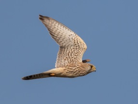 Tornfalk (Falco tinnunculus)