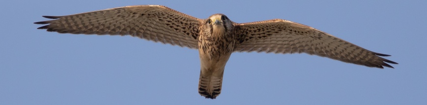Tornfalk (Falco tinnunculus)