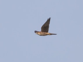 Stenfalk (Falco columbarius)
