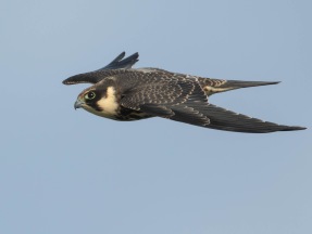  Lärkfalk (Falco subbuteo) ungfågel