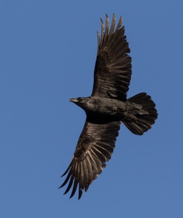 Korp (Corvus corax)